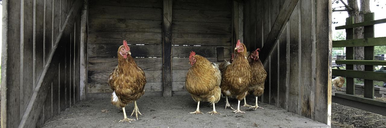 Hof Van Renesse Noordwelle Zewnętrze zdjęcie